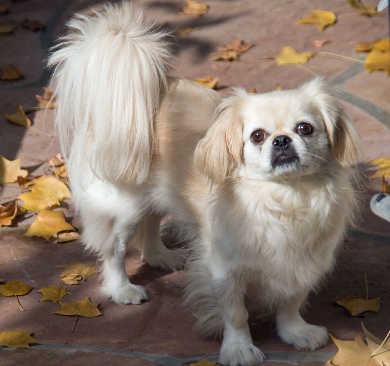 best apartment dogs for smaller spaces - bone & yarn best apartment dogs for smaller spaces - bone & yarn