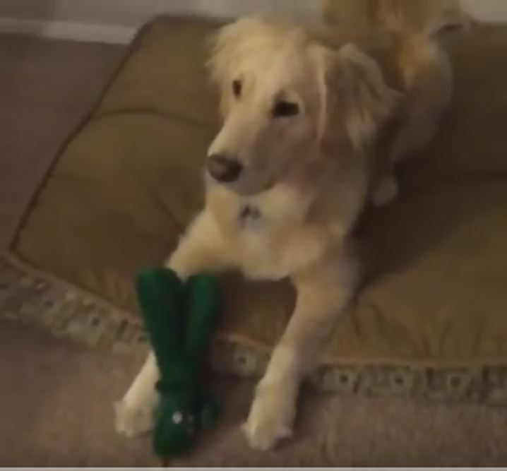 Dog Has Priceless Reaction When Owner Dresses as Her Favorite Toy