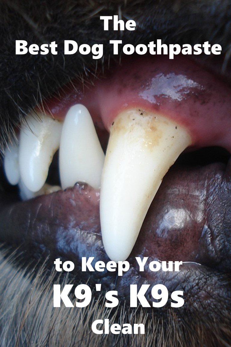 The Best Dog Toothpaste to Keep Your K9�s K9s Clean Bone