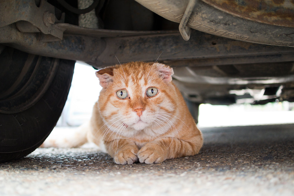 How to Find a Lost Cat at Home and Outside Bone & Yarn
