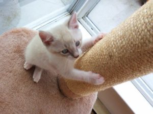 Material choice is important when choosing a cat tree for large cats