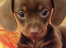 This is the main image for the cute puppy pics post