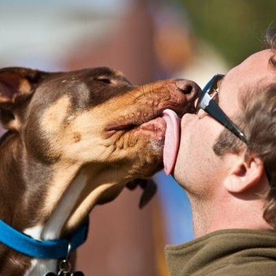 A dog understands how you feel by your facial expression