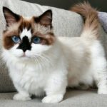 15 Amazingly Cute Scottish Fold Munchkin Kittens - Bone & Yarn