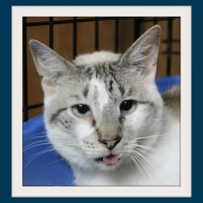 Ziggy's crossed eyes made him an extra special cat