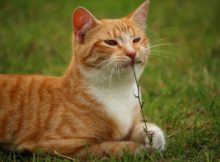 This is the feature photo for high fiber cat food