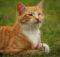 This is the feature photo for high fiber cat food