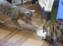 Cats fighting over milk
