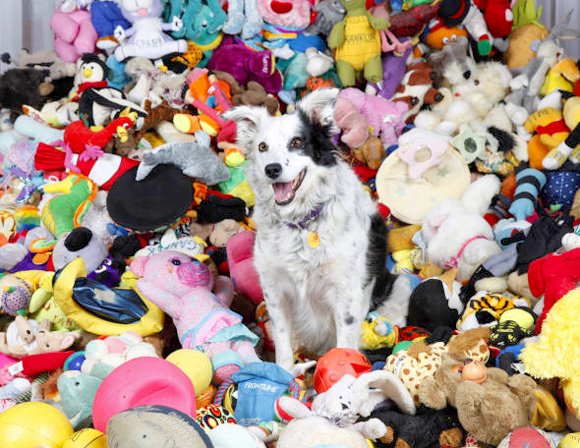 Chaser's toy collection