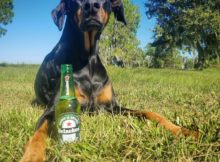 Ryan Lochte's dog Carter