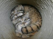 Feral Pallas Cats