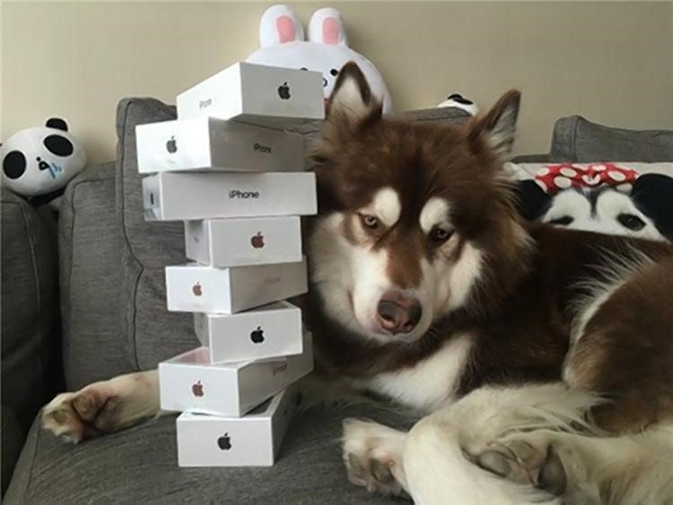 Coco with her stack of iPhones
