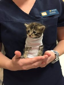 Pipes the kitten wearing a sock as a turtleneck