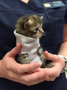 Close-up of Pipes in her sock turtleneck sweater