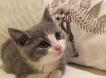 Kitten Sitting on Bed