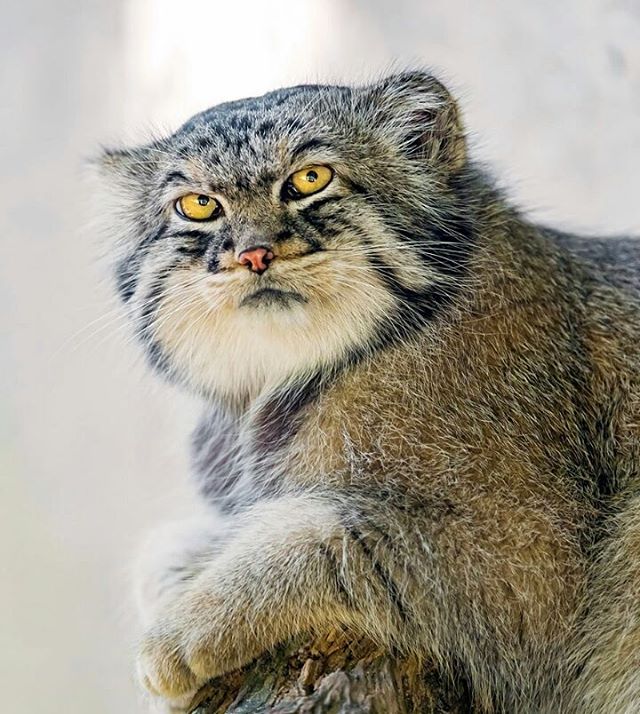Pallas Cat Resting on a Stoop