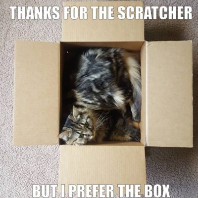 Cats will often choose boxes over expensive toys