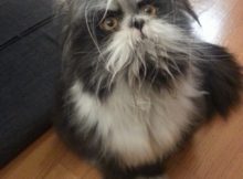 Atchoumfan from viral twitter post on whether he is a cat or dog