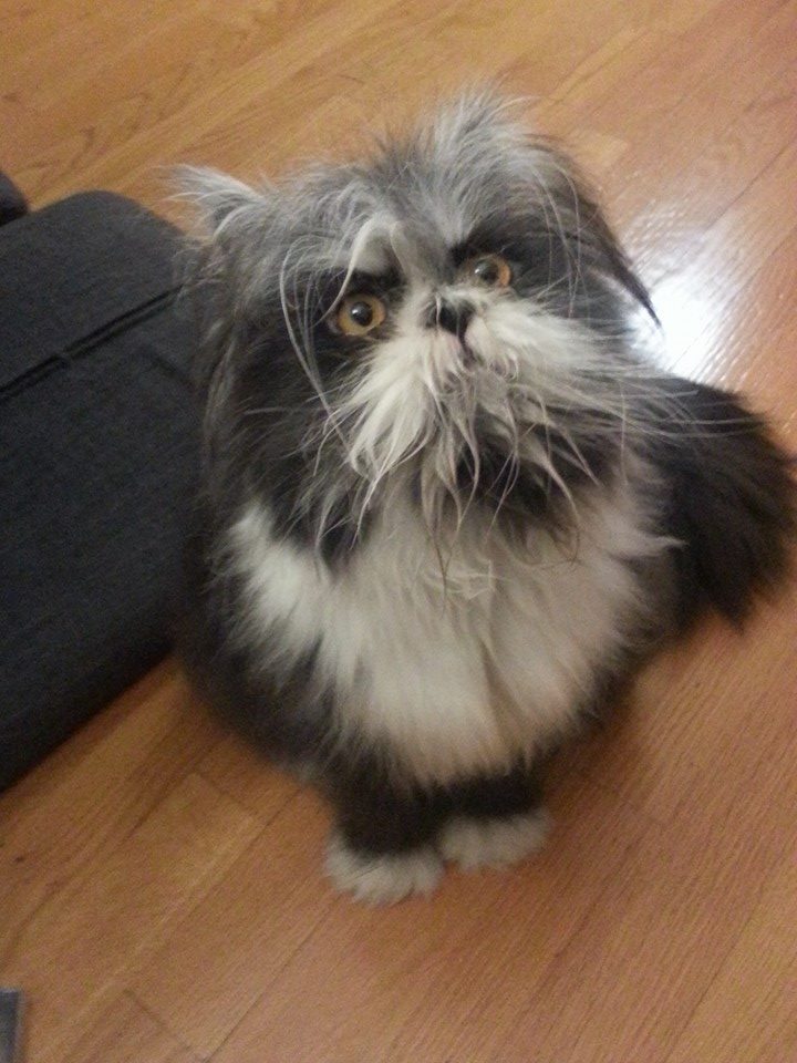 Atchoumfan from viral twitter post on whether he is a cat or dog