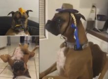 Dog doing the mannequin challenge in different positions