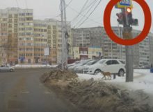 Dog Waiting for Traffic Light