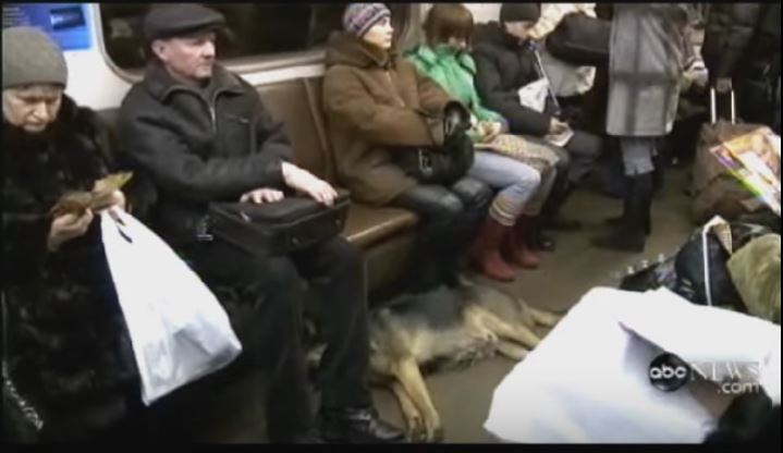 Dog riding on the subway in Moscow