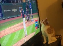 Kira the cat trying to catch a baseball from the TV during the 2016 World Series