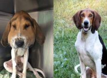 Logar the dog's recovery from extremely swollen head