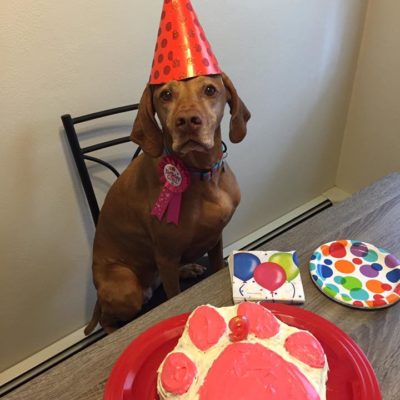 Many people hold birthday parties for their pets