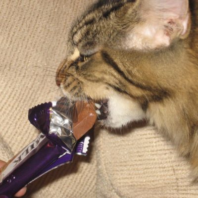 Chocolate is a food to avoid when you feed your cat