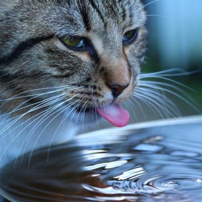 How much water does my cat drink is another important question
