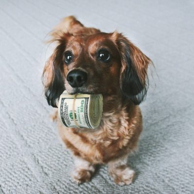 The average cost of owning a dog or cat over their lifetime is high