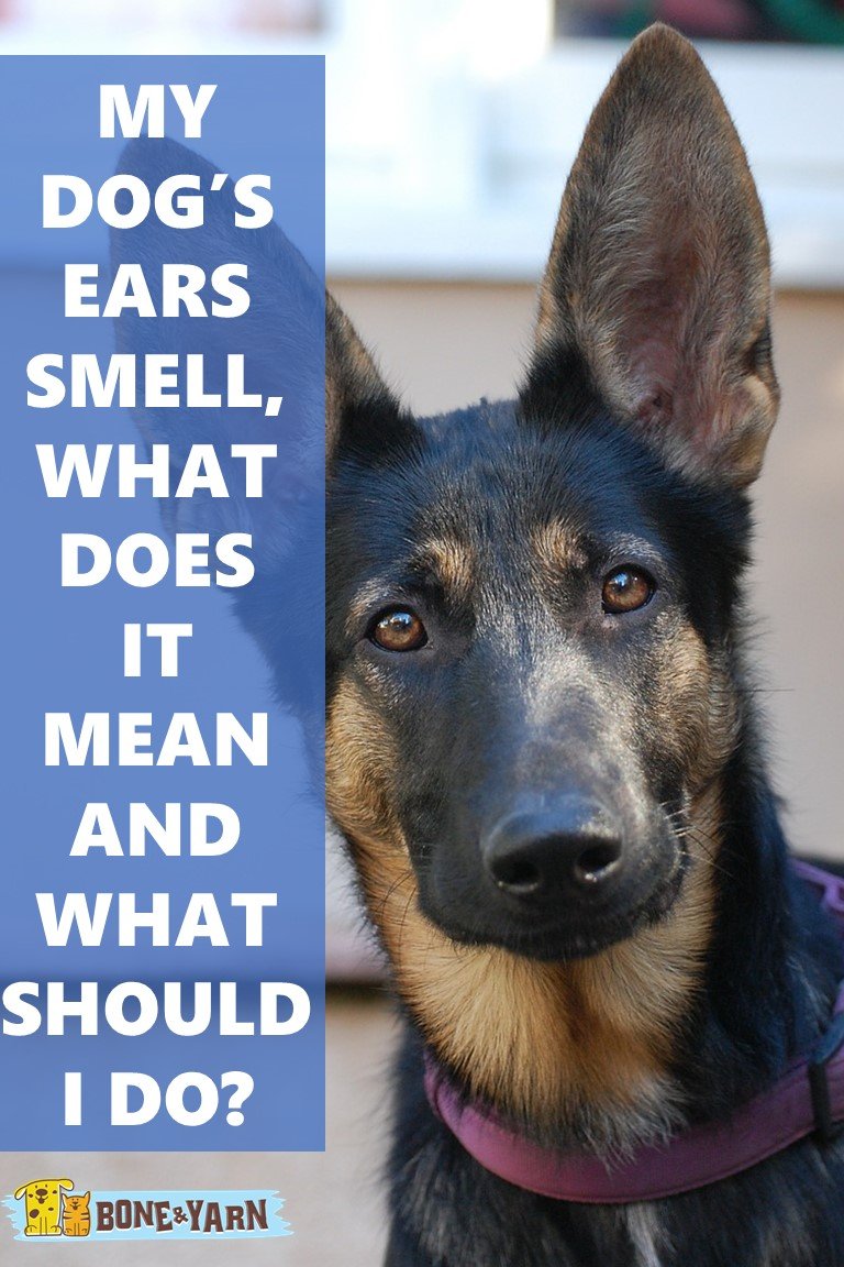 My dog's ears smell, what does it mean and what should I do?