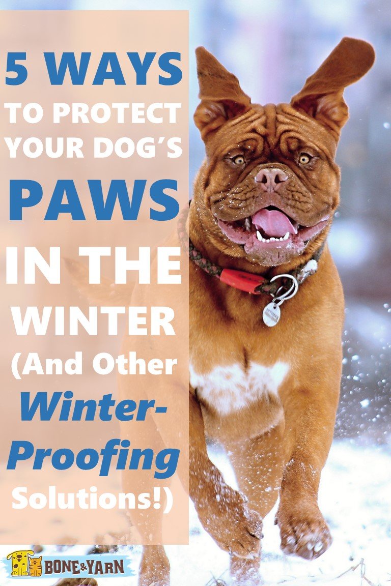 5 Ways to Protect a Dog’s Paws in Winter (And Other Winter-Proof Ideas!)