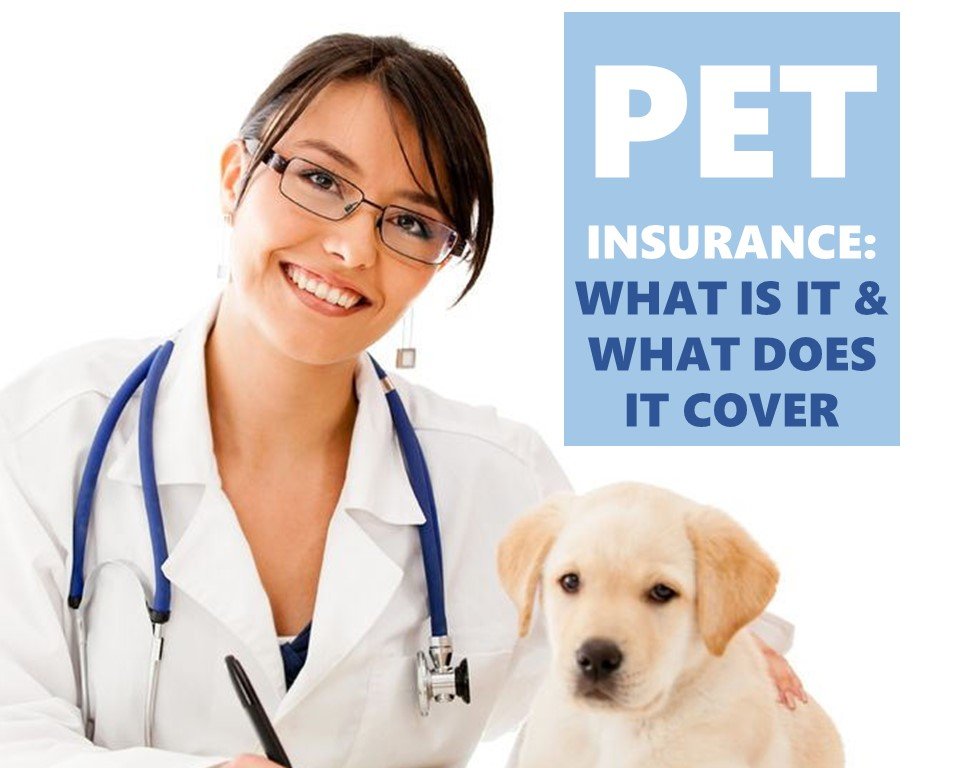 Pet Insurance: What Is It and What Does It Cover? - Bone & Yarn