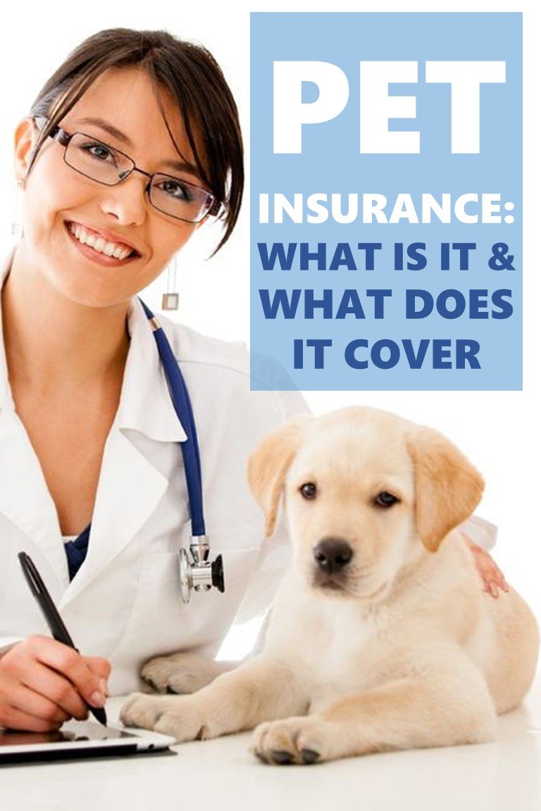 Pet Insurance: What is it and what does it cover? 