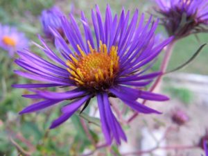 Asters attract bees, birds, and butterflies to gardens