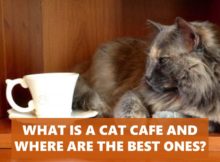 What is a cat cafe and where are the best ones?
