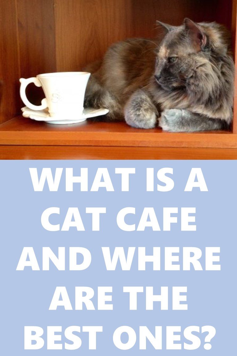 What is a cat cafe and where are the best ones?
