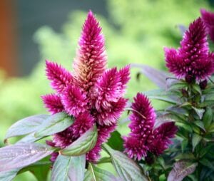 Celosia resemble burning bushes when in bloom