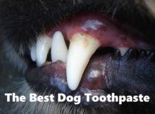 Best Dog Toothpaste Cover