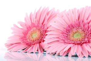 Gerber daisies come from the sunflower family