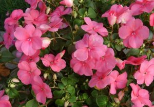 Impatiens love outdoors