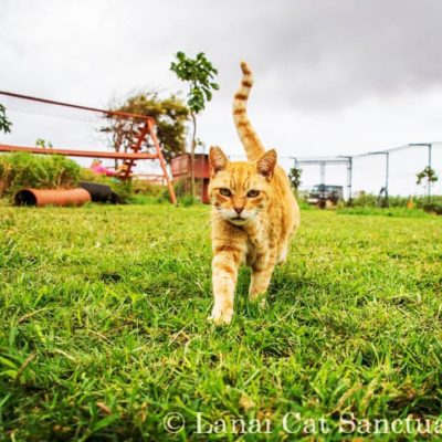 Lanai Cat Sanctuary