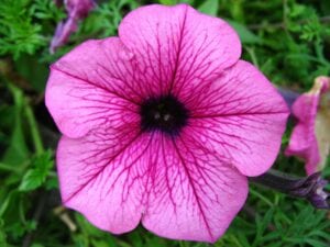 Petunias come in different sizes, including a ground-cover variety