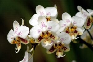 Orchids are gorgeous and difficult to keep