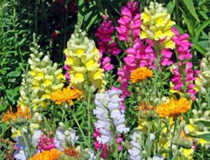 Snapdragons form colorful towers of flowers in spring and fall