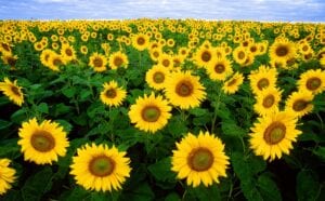 Sunflowers brighten everyone's day