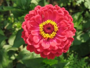 Zinnias brighten gardens year after year