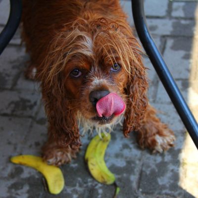 Cocker Spaniels are prone to hyperkeratosis which can lead to dog dry nose